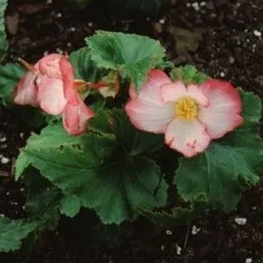 thumbnail for publication: Begonia tuberhybrida Hybrid Tuberous Begonia